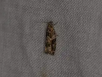 Bruine oogbladroller