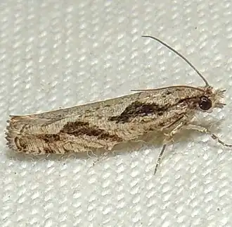 Epinotia sotipena