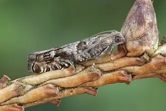 Pyramide-oogbladroller