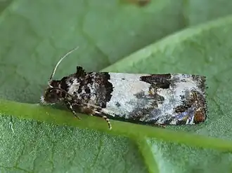 Gehoekte oogbladroller