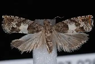 Epinotia transmissana