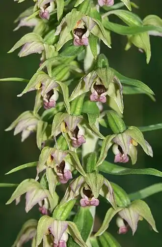 Brede wespenorchis