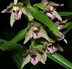 Epipactis helleborine