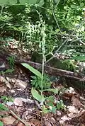Smallippige wespenorchis, Hohenlohe (Duitsland)