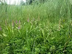 Epipactis palustris planten