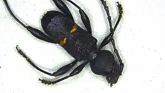 Epipedocera laticollis