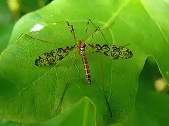 Epiphragma (Epiphragma) ocellare