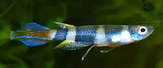 Epiplatys annulatus