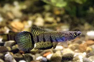 Epiplatys sexfasciatus sexfasciatus