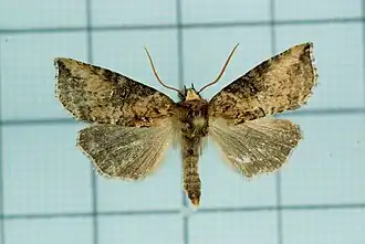 Epipsestis nikkoensis