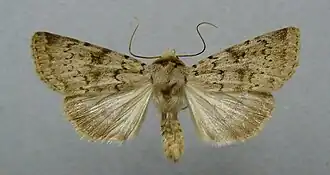 Epipsilia grisescens