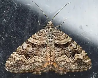 Epirrhoe plebeculata