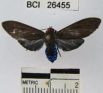 Epidesma hypoleuca