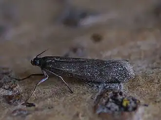 Episcythrastis tetricella