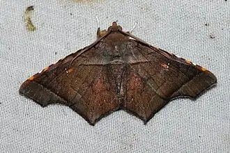 Episparis costistriga