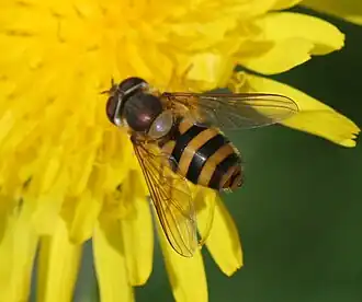Zwartspriet-bandzweefvlieg