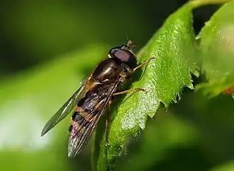 Zwartborstel-bandzweefvlieg