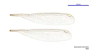 Episynlestes intermedius