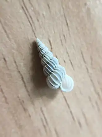 Epitonium jukesianum