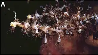 Epizoanthus illoricatus