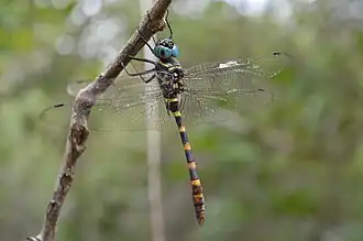 Epophthalmia vittata