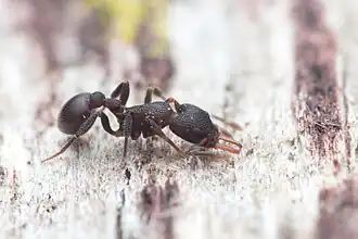 Epopostruma quadrispinosa