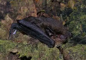 Neoeptesicus furinalis
