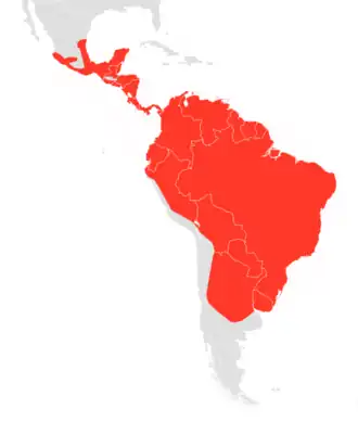 Neoeptesicus furinalis