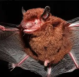 Neoeptesicus taddeii