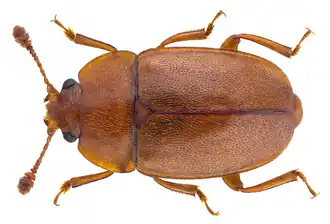 Platte staartschorskever