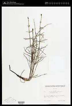 Herbarium exemplaar
