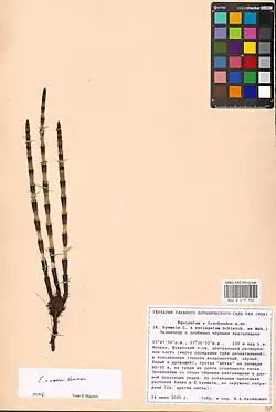 Herbarium exemplaar