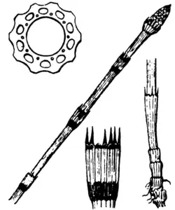 Stengel met dwarsdoorsnede