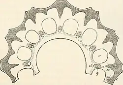 Dwarsdoorsnede stengel. Vergr. 30x. — e Epidermis; sc Sclerenchym van de ribben, waartussen de groeven (scl) zonder onderbreking overgaand; g Vaatbundel; c Carinale holte; v Valleculaire holte; sa buitenste en si binnenste schede, het verloop met een stippellijn aangegeven.