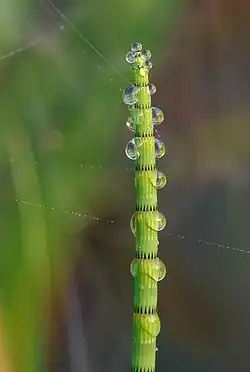 Waterparels op holpijp (Equisetum fluviatile)