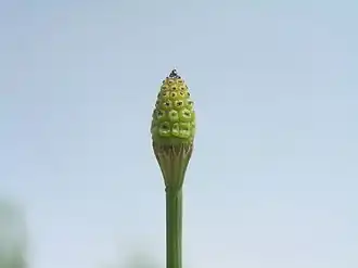 Vertakte paardenstaart