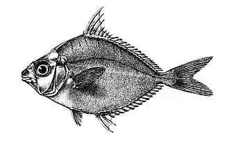 Leiognathus dussumieri