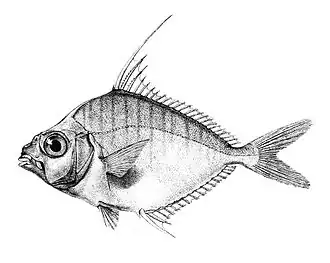 Aurigequula fasciata