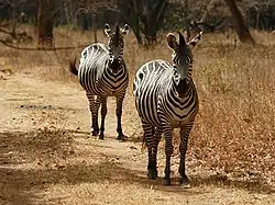 Zebra's bij Chilanga, Zambia