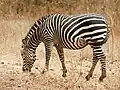 Grazende steppezebra in Zambia