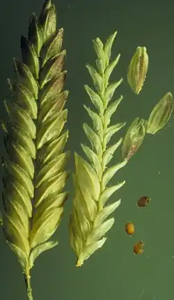 Aartjes met vruchten en kafjes