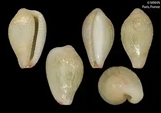 Eratoena schmeltziana