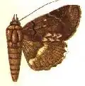 Ercheia dipterygia