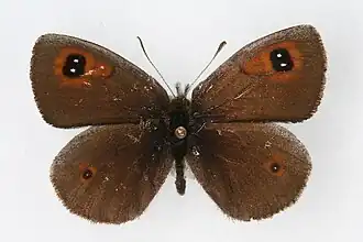 Erebia callias