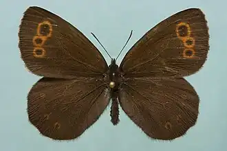 Siberische erebia