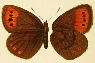 Erebia fletcheri