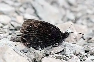 Cantabrische erebia