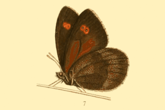Erebia rossii