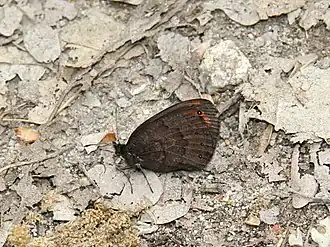 Zuidelijke erebia
