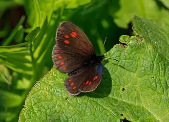 Erebia turanica